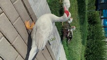 Big White Duck Walks On Green Grass On A Rural Other Ducs In Village.