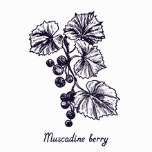 Muscadine Berry Branch With Berries And Leaves, Outline Simple Doodle Drawing With Inscription, Gravure Style