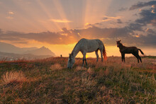 Idyllic Sunrise Landscape. Horse And Foal On A Mountain Pasture In Front Of The Majestic Sky With Clouds.