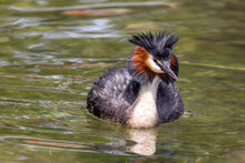 Australasian Crested Grebe In New Zealand