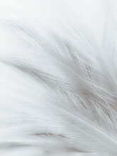 Beautiful Abstract Black Feathers On White Background, Soft White Feather Texture On White Texture Pattern, Dark Theme Wallpaper, Gray Feather Background, Gray Banners, White Gradient