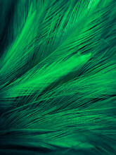 Beautiful Abstract Green Feathers On Black Background, Yellow Feather Texture On Dark Pattern,  Green Background, Feather Wallpaper, Love Theme, Valentines Day, Green Gradient Texture