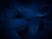 Beautiful Abstract Blue Feathers On Black Background, Black Feather Texture And Blue Background, Feather Wallpaper, Blue Texture Banners, Love Theme, Valentines Day, Light Blue Texture, Dark Gradient