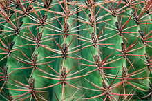 Macro Of Green Cactus With Long Red Thorns As Background.
