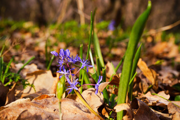 Wall Mural - Springtime.The first spring flowers blue snowdrops in forest background.Scenic view of the spring forest with blooming flowers wake up.The concept of early spring.  