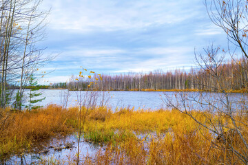 Poster - Autumn landscape. Colorful autumn landscape with yellow grass on the shore of forest lake.