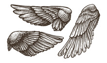 Wings Set Sketch. Hand Drawn Heraldic Bird Or Angel Wings, Vector Illustration Outline Collection