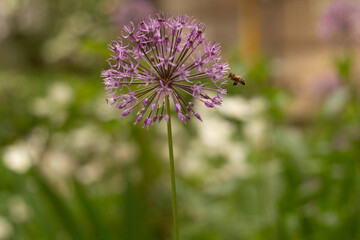 flowers in the garden