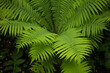 © Сергей Галицкий - fern leaves in the forest