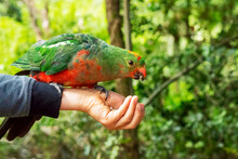 Australian King Parrot Female Sitting And Eating Seeds On Hand. 