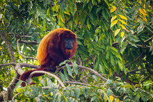 Close Up Portrait Of Red Howler Monkey On The Tree