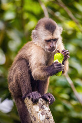 Wall Mural - Beautiful portrait of capuchin wild monkey eating fruit