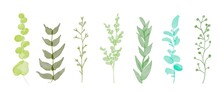 水彩で描いたハーブの草木イラストセット　Illustration Set Of Herbs Drawn In Watercolor
