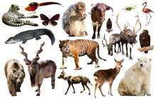 Set Of Various Asian Isolated Wild Animals Including Birds, Mammals, Reptiles And Insects