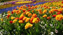 A Flower Bed Of Flowers Of Different Shades..
