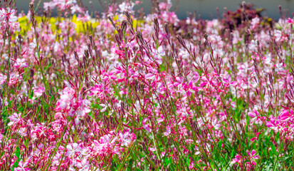 Wall Mural - The Beautiful lovely pink gaura flower or butterfly bush at a botanical garden.