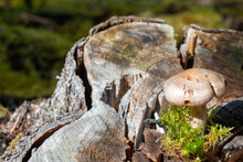 A Brown Fungus Growing Out Of The Stump Of A Large Oak Tree Base. The Tree Was Cut Down With A Saw. There Are Vibrant Green Leaves Around The Base And On The Ground Near The Roots Of The Massive Tree.
