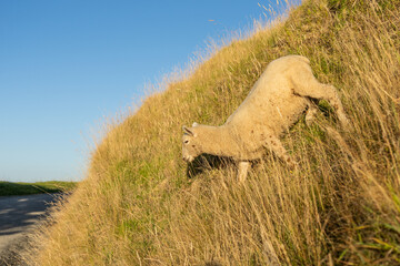 Poster - Lamb runs down slope on  Mount Maunganui.