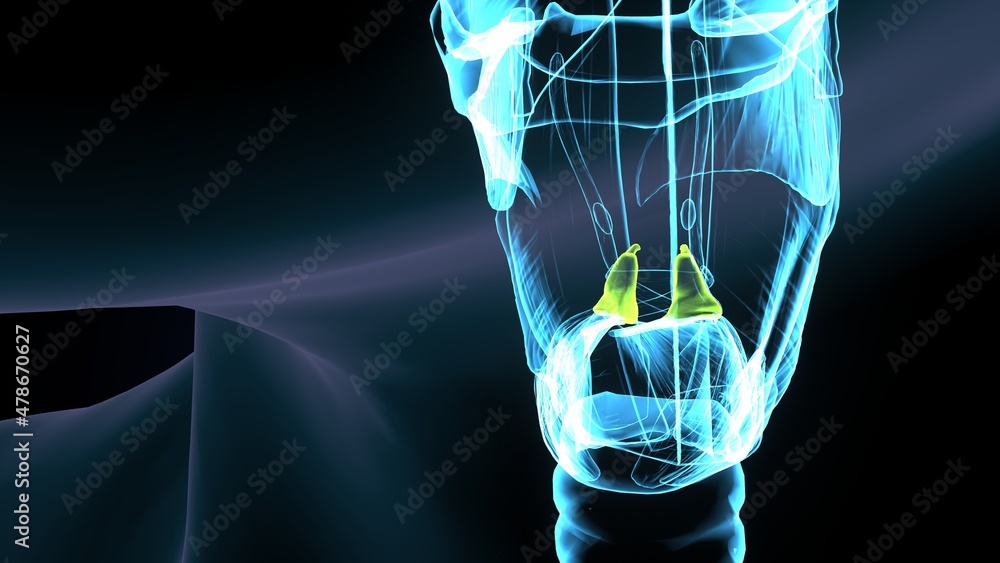 3d illustration of human body posteroir cricoarytenoid muscle anatomy ...