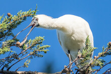 Royal Spoonbill, Large White Wading Bird Perched High In Macrcarpa Tree Against Blue Sky