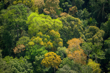 Wall Mural - Swamp and Jungle River Amerindian Reserve Kabakaburr Guyana