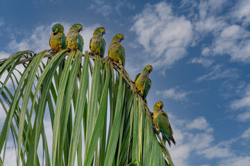 Wall Mural - red-bellied macaw, orthopsittaca manilata, green colored parrot bird with yellow head and red belly,