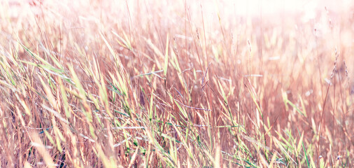 Aufkleber - Grass in the meadow in the sun. Autumn tall grass close-up.