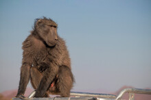 Wild African Life. A Large Male Baboon Sitting  On The Car Roof On A Sunny Day