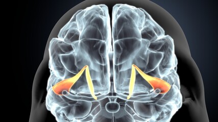 Wall Mural - 3d illustration of human body brain anatomy.