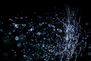 Wall Mural - Selective focus splashing water droplets with trees in black background.soft focus.shallow focus effect.