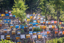 Colorful Bee Hives In Forest