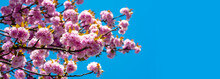 Spring Banner, Blossom Background. Cherry Blossoms Trees. Sakura Festival. Spring Background With Pink Blossom Sakura. Branch Spring Flowers.