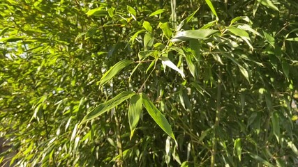 Canvas Print - green bamboo leaves background