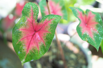 Wall Mural - Closeup colorful pink and green caladium leaves in the garden with light in the morning, selective focus