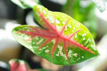 Wall Mural - Closeup colorful pink and green caladium leaves in the garden with light in the morning, selective focus