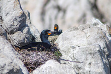Nesting Cape Cormorant Between The Rocks