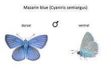 Scientific Characteristics Of The Dorsal And Ventral Side Of The Male Mazarin Blue Butterfly (Cyaniris Semiargus)