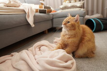 毛布をふみふみする猫（マンチカン）