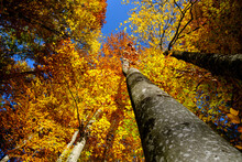 Canopy Of Autumn Beech Trees