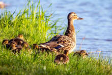 Spring Duck With Ducklings