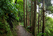 © Westend61 - Narrow footpath in green lush forest