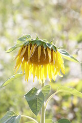 Wall Mural - sunflower