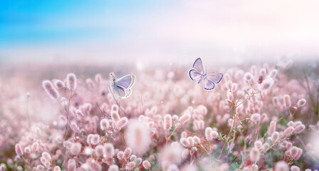 Fotomurales - Wild pink flowering fluffy grass in field and two fluttering butterfly on nature outdoors, macro. Magic artistic image. Selective soft focus.