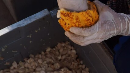 Wall Mural - Cocoa farmers cutting cacao pods meticulously extract cocoa beans from cocoa pods. Fresh cacao pod cut exposing cocoa seeds