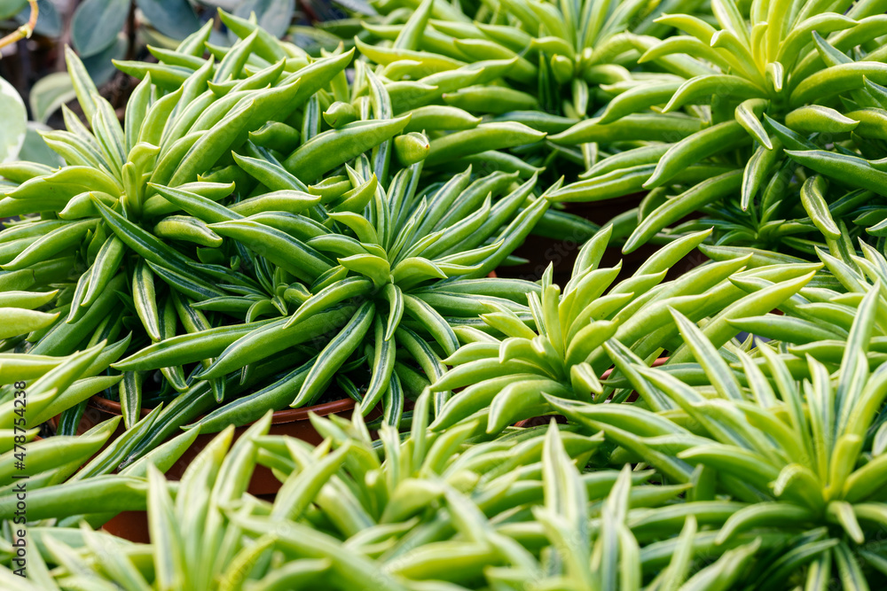 Peperomia ferreyrae (commonly known as the happy bean or pincushion  peperomia). This succulent plant is native to South America but it has  become a popular houseplant worldwide. Stock Photo | Adobe Stock
