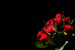 Bukiet róż na czarnym tle. textura pod życzenia na walentynki dla niej lub dla niego. kompozycja róży symbolizującej namiętność, czułość, miłość, delikatność. 