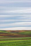 Fototapeta Lawenda - landscape with field and blue sky