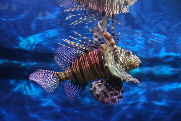 Lionfish (dendrochirus zebra), fish in an aquarium, blurred background