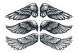 Pair of wings of bird or angel, hand drawn vector illustration. Set of different wing vintage sketch