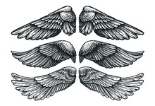 Pair Of Wings Of Bird Or Angel, Hand Drawn Vector Illustration. Set Of Different Wing Vintage Sketch